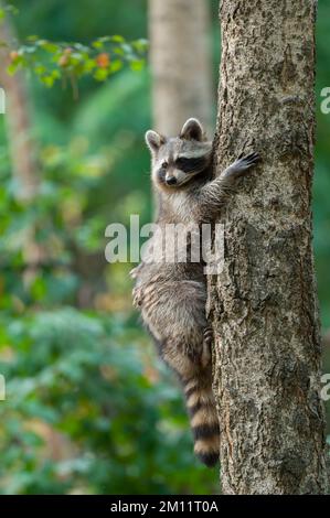 Raccoon (Procyon lotor) climbing a tree, summer, Hesse, Germany, Europe Stock Photo