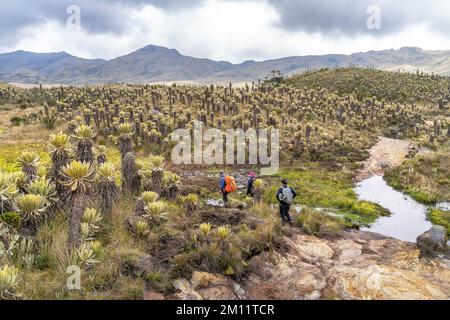 South America, Colombia, Departamento Antioquia, Colombian Andes, Urrao, hiker in the Andean landscape of ramo del Sol Stock Photo