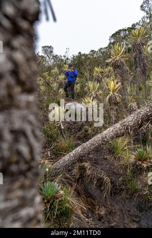 South America, Colombia, Departamento Antioquia, Colombian Andes, Urrao, ramo del Sol, hiker takes a photo with his smartphone Stock Photo