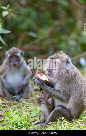 wild animal, monkeys near sacred lake of Grand Bassin in Mauritius Stock Photo