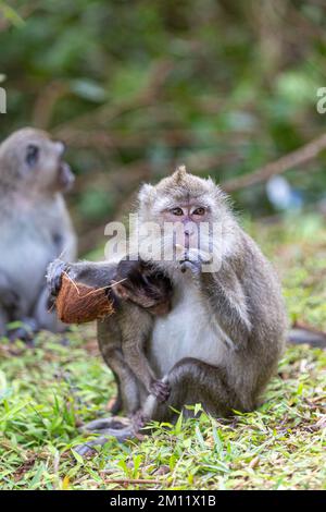 wild animal, monkeys near sacred lake of Grand Bassin in Mauritius Stock Photo