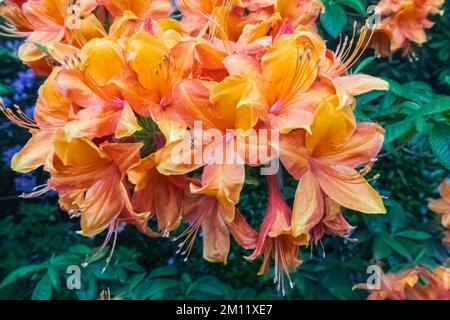 Azaleas in Bloom, Greenwich Park, Greenwich, London, England Stock Photo