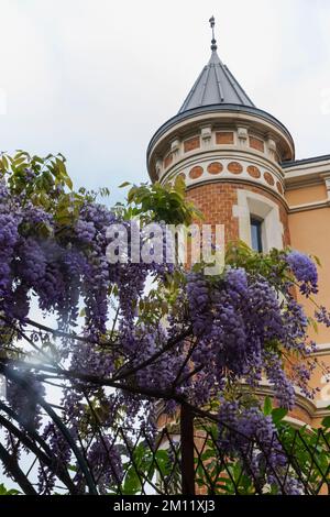 France, French Riviera, Cote d'Azur, Cannes, Wisteria in Bloom Stock Photo