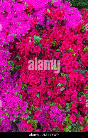 Azaleas in Bloom, Greenwich Park, Greenwich, London, England Stock Photo