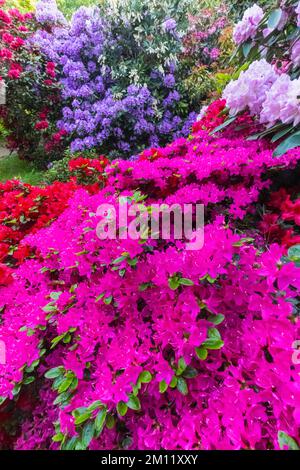 Azaleas in Bloom, Greenwich Park, Greenwich, London, England Stock Photo
