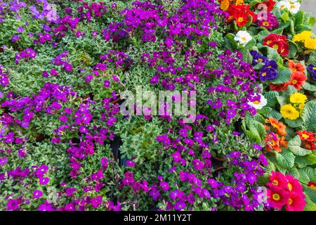 England, Dorset, Bridport, Bridport Market, Display of Potted Flowers Stock Photo