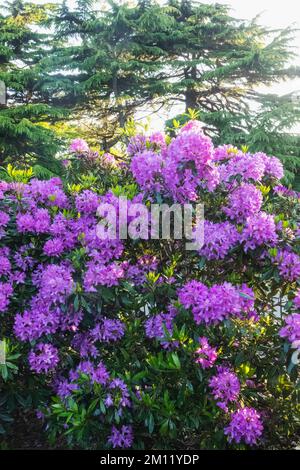 Azaleas in Bloom, Greenwich Park, Greenwich, London, England Stock Photo