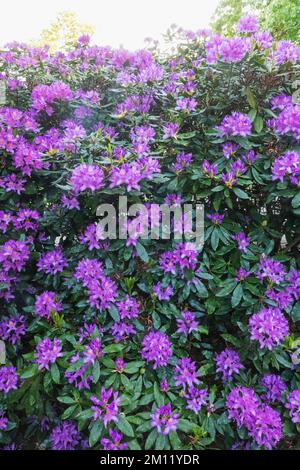 Azaleas in Bloom, Greenwich Park, Greenwich, London, England Stock Photo