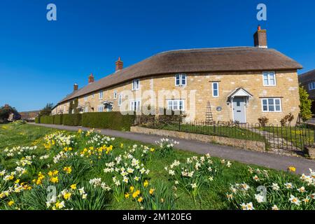 England, Dorset, Abbotsbury, Row of Thatched Roof Houses with Daffodils in The Spring Stock Photo