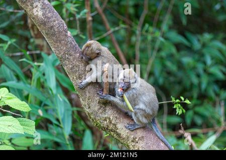 wild animal, monkeys near sacred lake of Grand Bassin in Mauritius Stock Photo