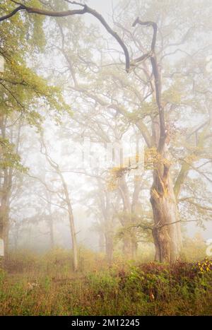 Old oaks (Quercus) near Nebel in a forest, Altdorf, Nuremberg County, Bavaria, Germany, Europe Stock Photo