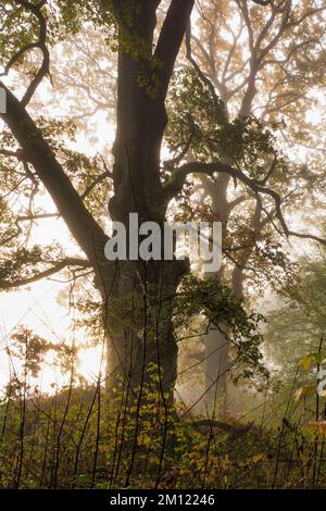 Old oaks (Quercus) near Nebel in a forest, Altdorf, Nuremberg County, Bavaria, Germany, Europe Stock Photo