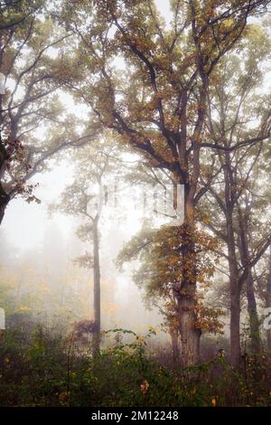 Old oaks (Quercus) near Nebel in a forest, Altdorf, Nuremberg County, Bavaria, Germany, Europe Stock Photo