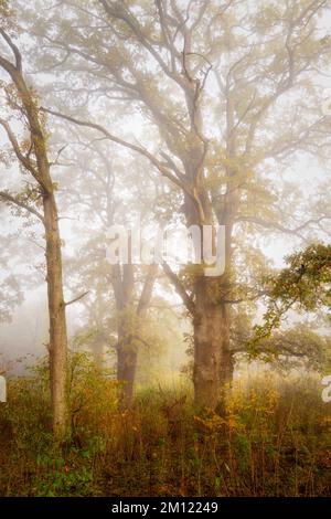 Old oaks (Quercus) near Nebel in a forest, Altdorf, Nuremberg County, Bavaria, Germany, Europe Stock Photo