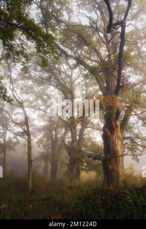 Old oaks (Quercus) near Nebel in a forest, Altdorf, Nuremberg County, Bavaria, Germany, Europe Stock Photo