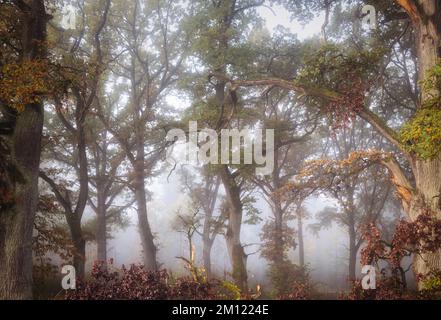 Old oaks (Quercus) near Nebel in a forest, Altdorf, Nuremberg County, Bavaria, Germany, Europe Stock Photo