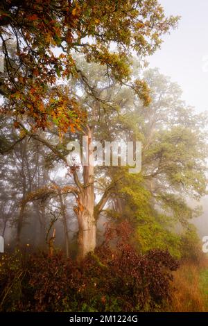 Old oaks (Quercus) near Nebel in a forest, Altdorf, Nuremberg County, Bavaria, Germany, Europe Stock Photo