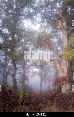 Old oaks (Quercus) near Nebel in a forest, Altdorf, Nuremberg County, Bavaria, Germany, Europe Stock Photo