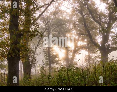 Old oaks (Quercus) near Nebel in a forest, Altdorf, Nuremberg County, Bavaria, Germany, Europe Stock Photo