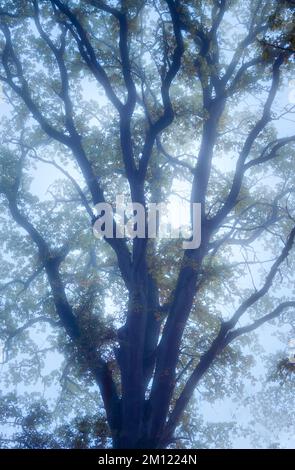 Old oaks (Quercus) near Nebel in a forest, Altdorf, Nuremberg County, Bavaria, Germany, Europe Stock Photo