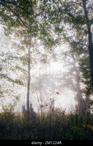 Old oaks (Quercus) near Nebel in a forest, Altdorf, Nuremberg County, Bavaria, Germany, Europe Stock Photo