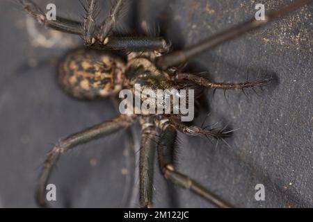 Spider, angle spider Stock Photo