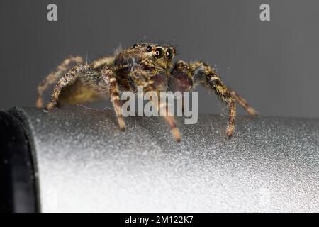 Spider, jumping spider, Marpissa muscosa Stock Photo