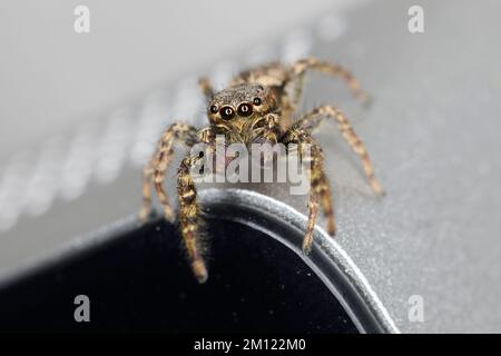 Spider, jumping spider, Marpissa muscosa Stock Photo