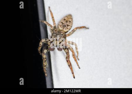 Spider, jumping spider, Marpissa muscosa Stock Photo