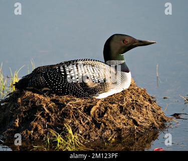 Loon nesting and protecting brood eggs  in its environment and habitat with a blur blue water background. Loon Nest Image. Loon Brood Eggs. Loon on La Stock Photo