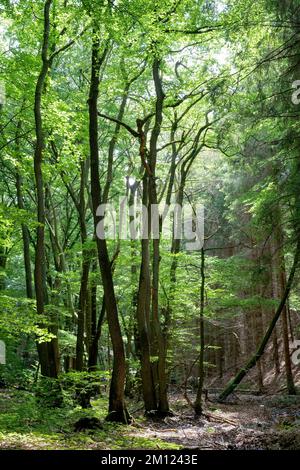 Europe, Germany, Rhineland-Palatinate, Hümmel, forest, trees, nature Stock Photo
