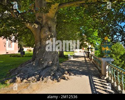 Europe, Germany, Hesse, Limburg-Weilburg county, Weilburg town, Lahn valley, Weilburg castle, castle garden, copper beech (Fagus sylvatica Atropunicea) in upper castle garden Stock Photo