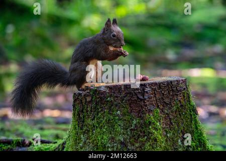 Dark brown squirrel eats laid out nuts Stock Photo