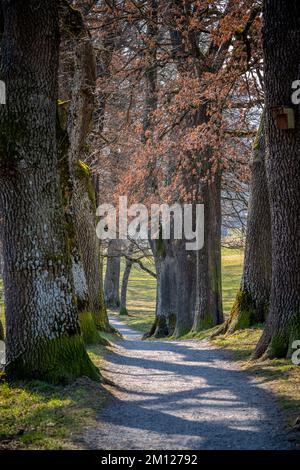 Murnau am Staffelsee, district of Garmisch-Partenkirchen, Upper Bavaria, Germany. Spring at the Kottmüller avenue Stock Photo