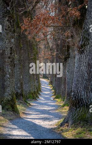 Murnau am Staffelsee, district of Garmisch-Partenkirchen, Upper Bavaria, Germany. Spring at the Kottmüller avenue Stock Photo