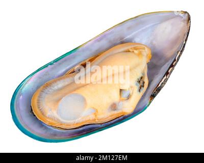 One raw New Zealand Mussel isolated on white background Stock Photo