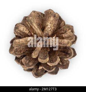 Golden pine cone isolated on white background. Stock Photo