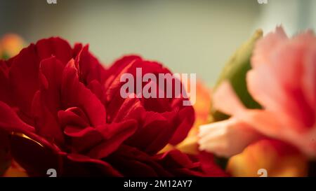 Red carnation intensely red in color with bokeh on other flowers. Stock Photo