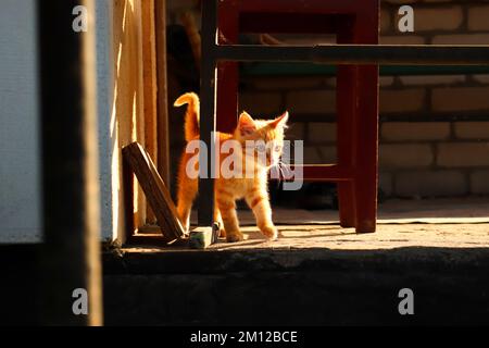 Defocus red kitten outside in the yard. Young cat with brown eyes, playing in autumn kitten. Kitten fall. Sunny cat. Out of focus Stock Photo
