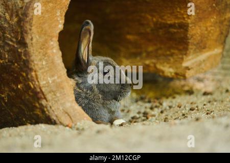Domestic rabbit, Oryctolagus cuniculus forma domestica, lateral, squatting Stock Photo