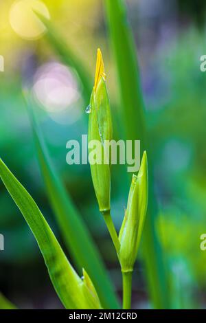 Marsh iris, water iris or yellow iris, Iris pseudacorus, flower, bud, raindrops Stock Photo
