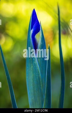 Dwarf Iris, Iris reticulata 'Harmony' Stock Photo