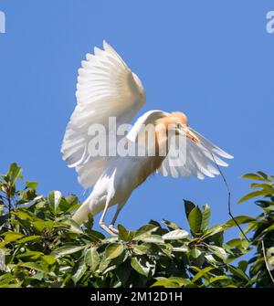 Cattle egret, Bubulcus ibis, in elegant breeding plumage, in flight against blue sky with stick for nest in its bill, in city park in Australia Stock Photo