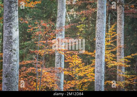 Italy, Veneto, province of Belluno, municipality of Alpago. Trees in autumn in the Cansiglio forest, detail on trunks and foliage Stock Photo