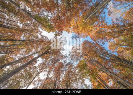 Italy, Veneto, province of Belluno, municipality of Alpago. Trees in autumn, view from below Stock Photo