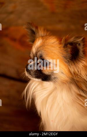 Chihuahua, Longhaired, small dog Stock Photo