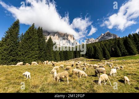 Europe, Italy, Alps, Dolomites, Mountains, sheep herd with Tofana peak Stock Photo
