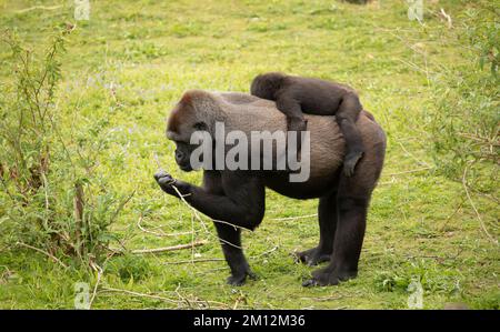 The western lowland gorilla is one of two subspecies of the western gorilla Stock Photo