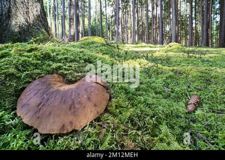 Brown cap of inedible mushroom velvet roll-rim on forest tree trunks background. Tapinella atrotomentosa. Big toadstool in beautiful fairy green moss. Stock Photo