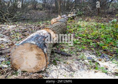 Closeup of felled dry tree cut into logs lying on forest soil covered by sawdust. Sawn firewood blocks prepared from long fallen trunk. Energy crisis. Stock Photo